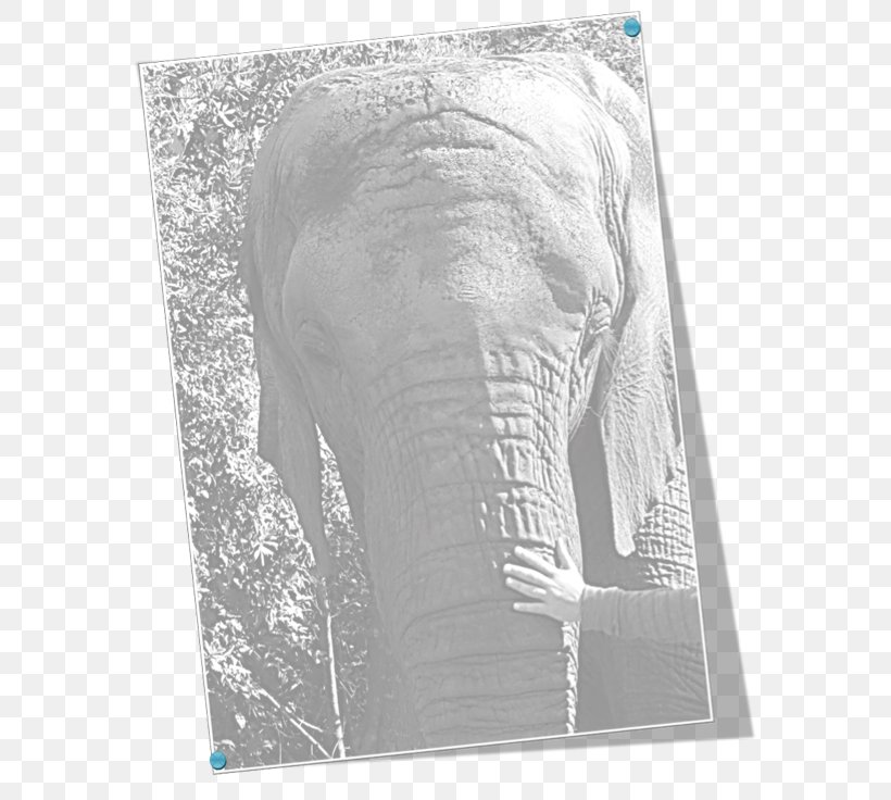 Indian Elephant African Elephant Drawing Curtiss C-46 Commando Elephantidae, PNG, 579x736px, Indian Elephant, African Elephant, Black And White, Curtiss C46 Commando, Drawing Download Free