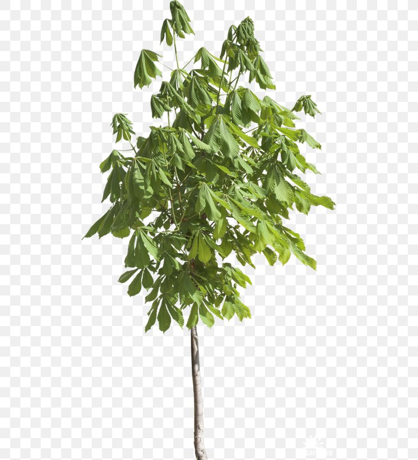 Branch Leaf Tree Evergreen, PNG, 500x903px, Branch, Evergreen, Flower, Flower Garden, Flowerpot Download Free