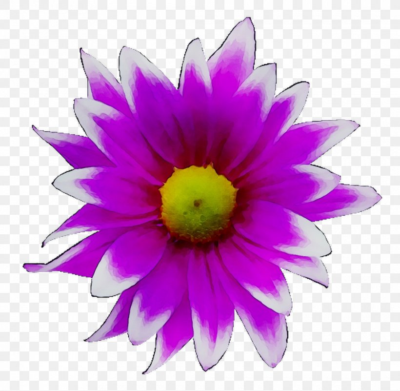 Dahlia Annual Plant Herbaceous Plant Purple Plants, PNG, 1040x1016px, Dahlia, Annual Plant, Artificial Flower, Aster, Botany Download Free