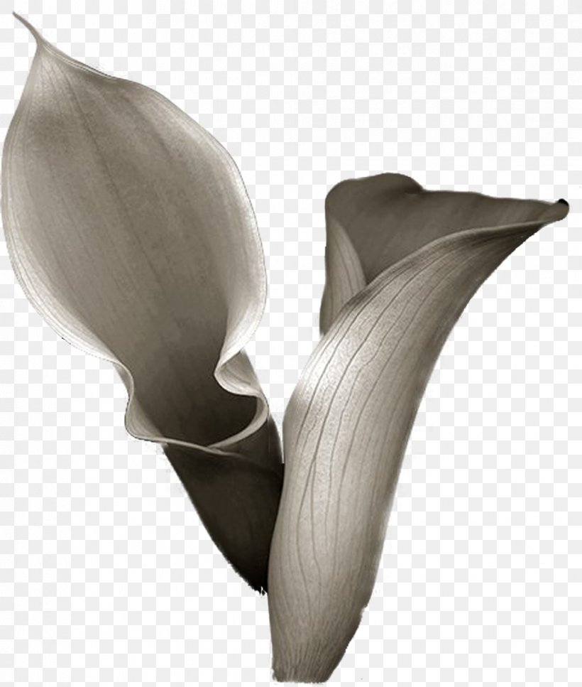 Flower Arum-lily Photography Drawing, PNG, 1017x1200px, Flower, Art, Arumlily, Black And White, Callalily Download Free