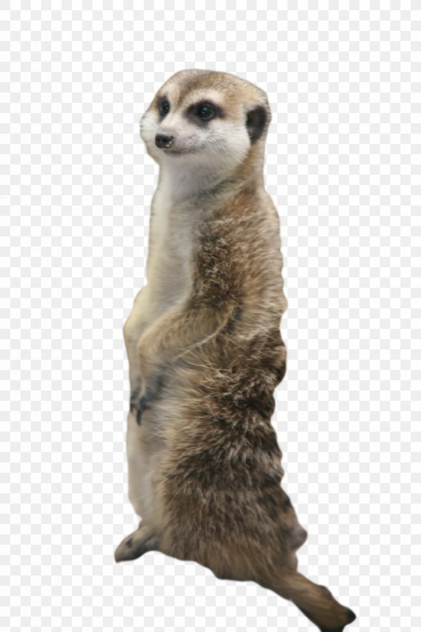 Meerkat Cat Squirrel Mongoose Clip Art, PNG, 853x1280px, Meerkat, Animal, Arctic Fox, Carnivoran, Cat Download Free