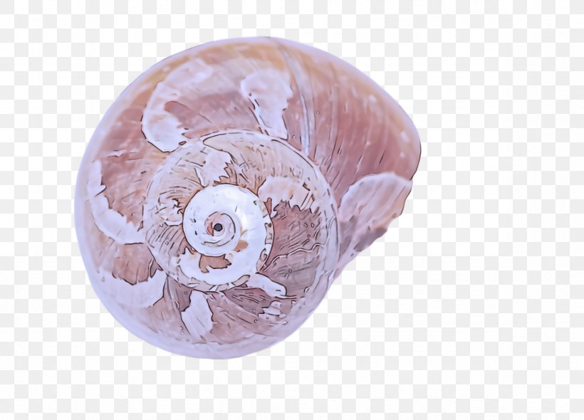 Pink Shell, PNG, 2356x1696px, Pink, Shell Download Free