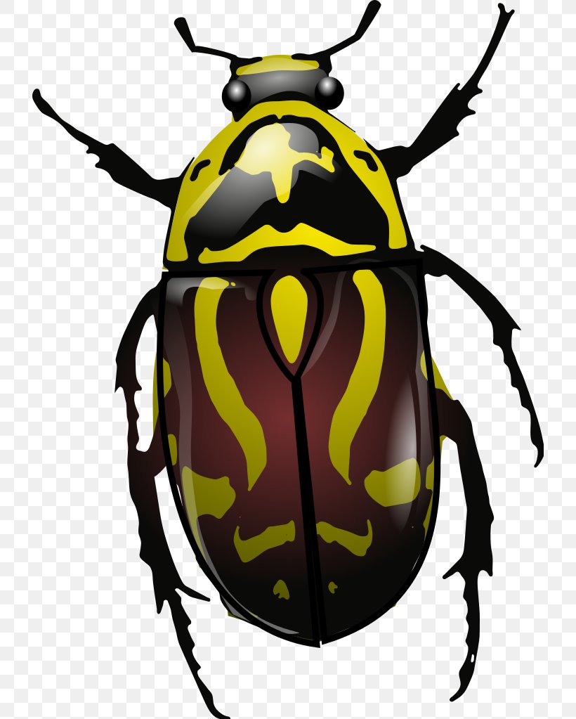 Polyphaga Wiring Diagram Eupoecila Australasiae Clip Art, PNG, 728x1023px, Polyphaga, Anatomy, Arthropod, Artwork, Beetle Download Free