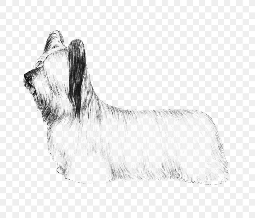 Skye Terrier Glen Australian Silky Terrier Cairn Terrier Cesky Terrier, PNG, 700x700px, Skye Terrier, Australian Silky Terrier, Black And White, Breed, Cairn Terrier Download Free