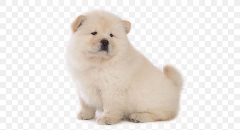 Chow Chow Yorkshire Terrier Puppy Dog Breed Dog Type, PNG, 588x444px, Chow Chow, Ancient Dog Breeds, Breed, Breed Group Dog, Carnivoran Download Free