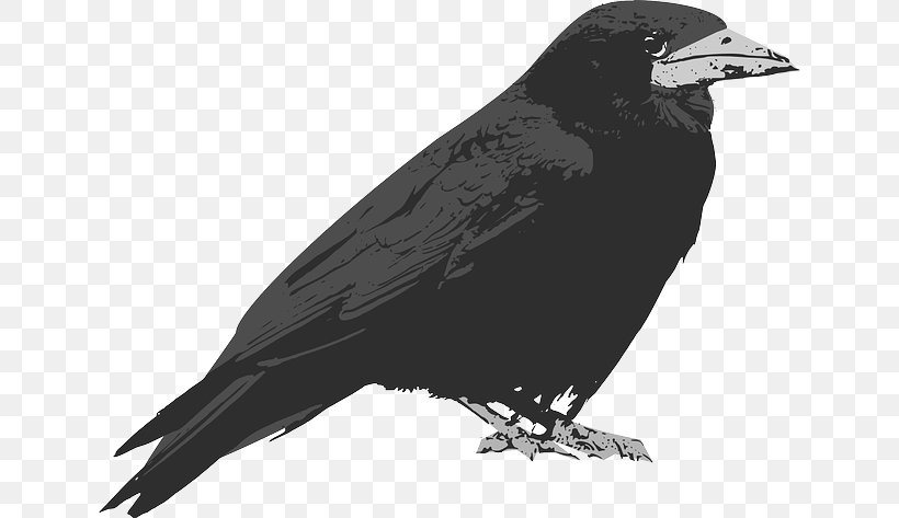 Common Raven The Raven Crow Clip Art, PNG, 640x473px, Common Raven, American Crow, Baltimore Ravens, Beak, Bird Download Free