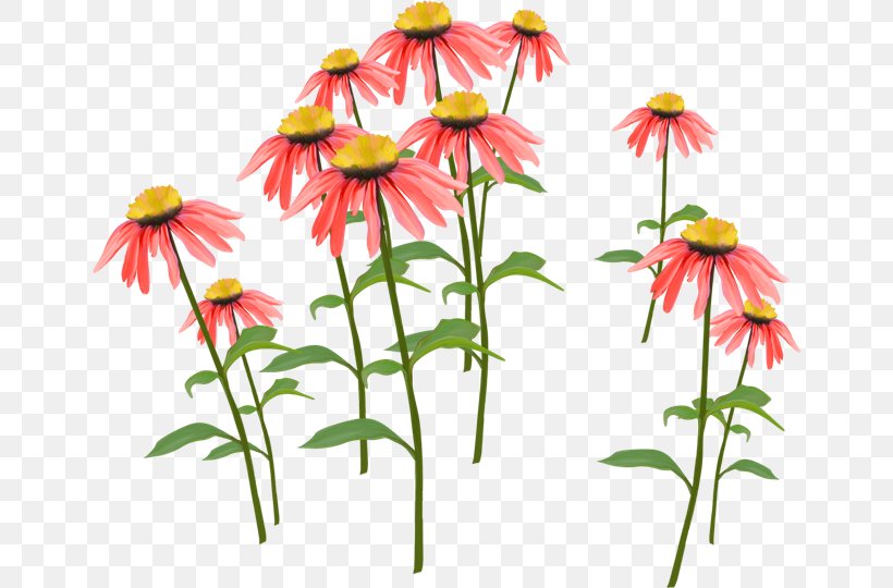 Flower Petal Clip Art, PNG, 650x540px, Flower, Animation, Car, Common Daisy, Coneflower Download Free