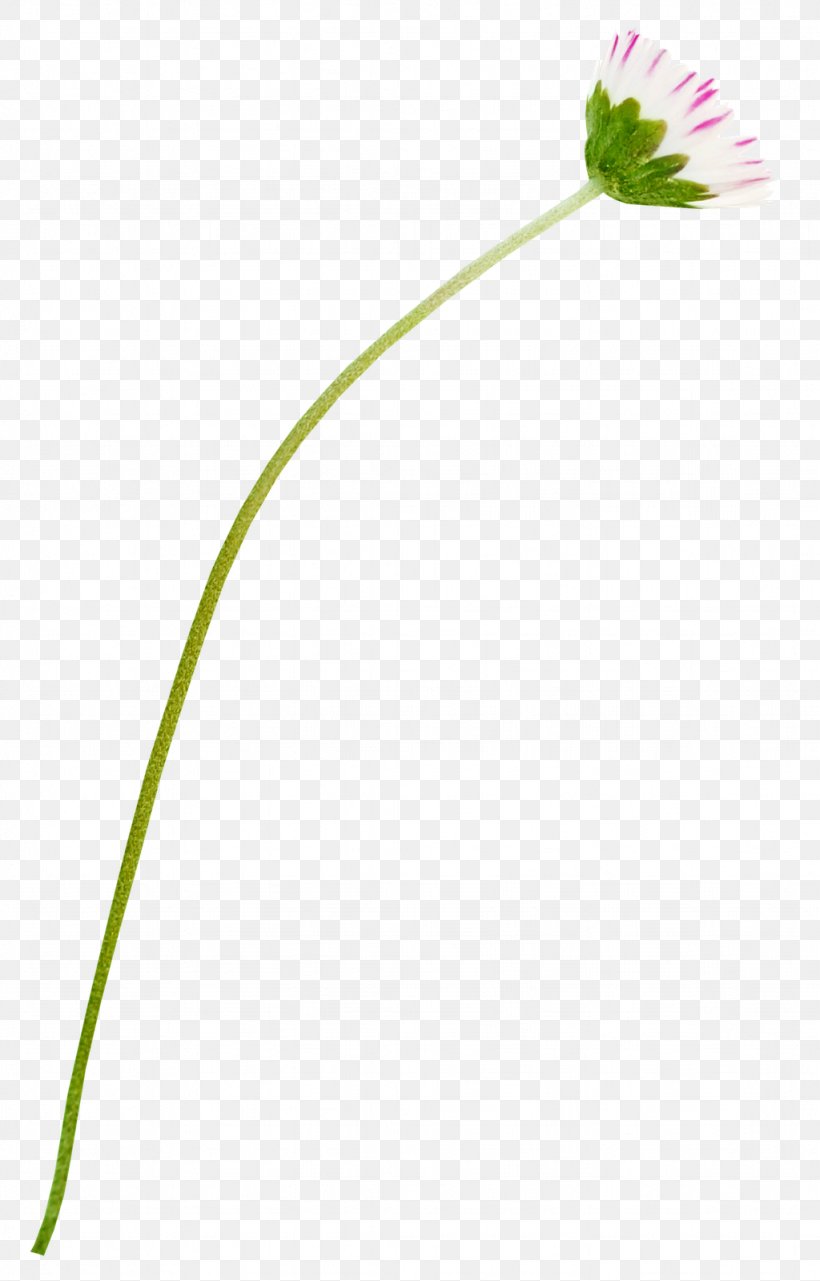 Petal Leaf Grasses Plant Stem Line, PNG, 1024x1600px, Petal, Family, Flora, Flower, Flowering Plant Download Free