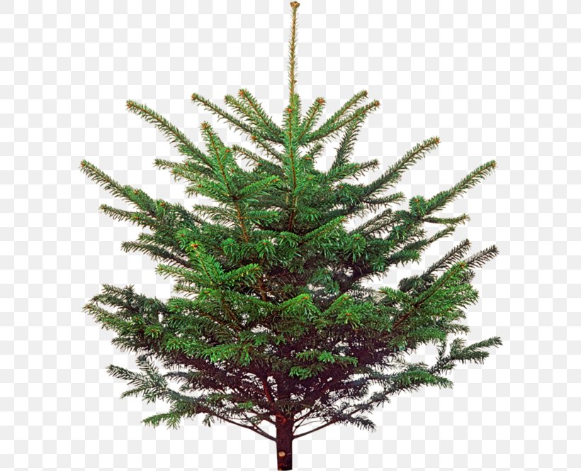 Spruce Christmas Ornament Christmas Tree New Year Tree, PNG, 600x664px, Spruce, Branch, Christmas, Christmas Decoration, Christmas Ornament Download Free