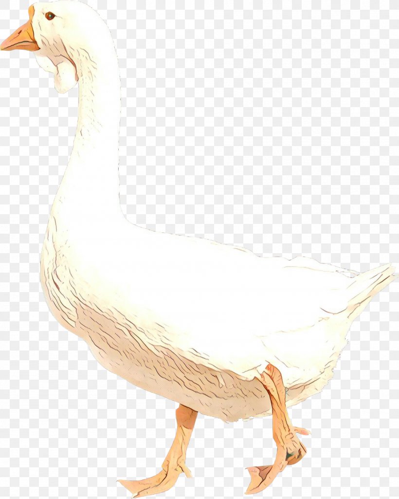 Bird Goose Water Bird Duck Beak, PNG, 1896x2370px, Cartoon, Beak, Bird, Drawing, Duck Download Free