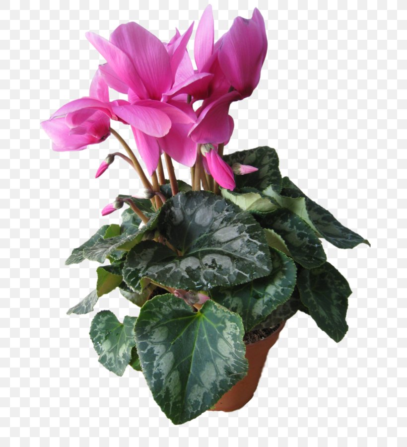 Cyclamen Myrsinaceae Kiev Dicotyledons Kharkiv, PNG, 675x900px, Cyclamen, Annual Plant, Dnipro, Flower, Flowering Plant Download Free