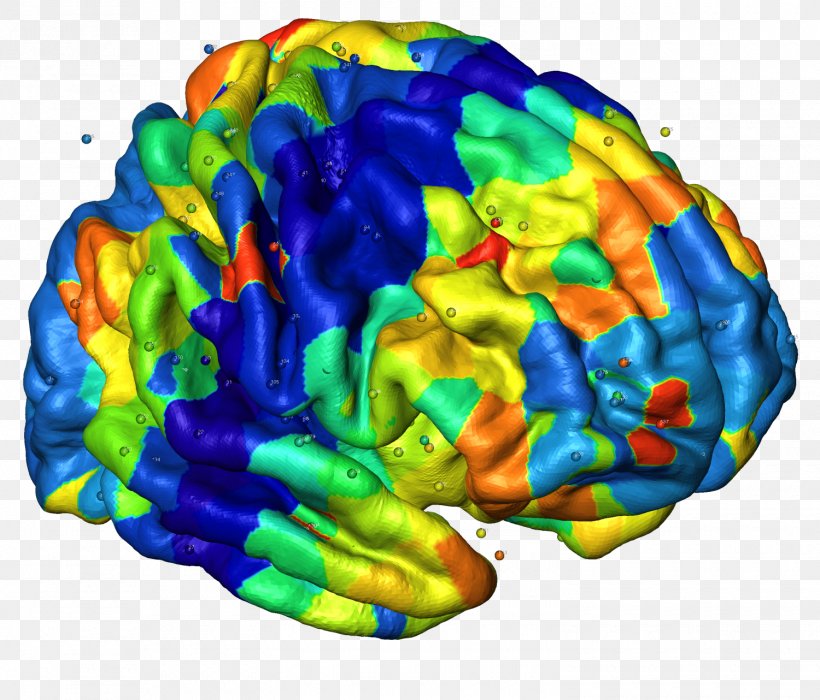 Human Brain Neuroimaging Cerebral Cortex Nervous System, PNG, 1500x1282px, Brain, Anatomy, Cerebral Cortex, Cortex, Genetics Download Free