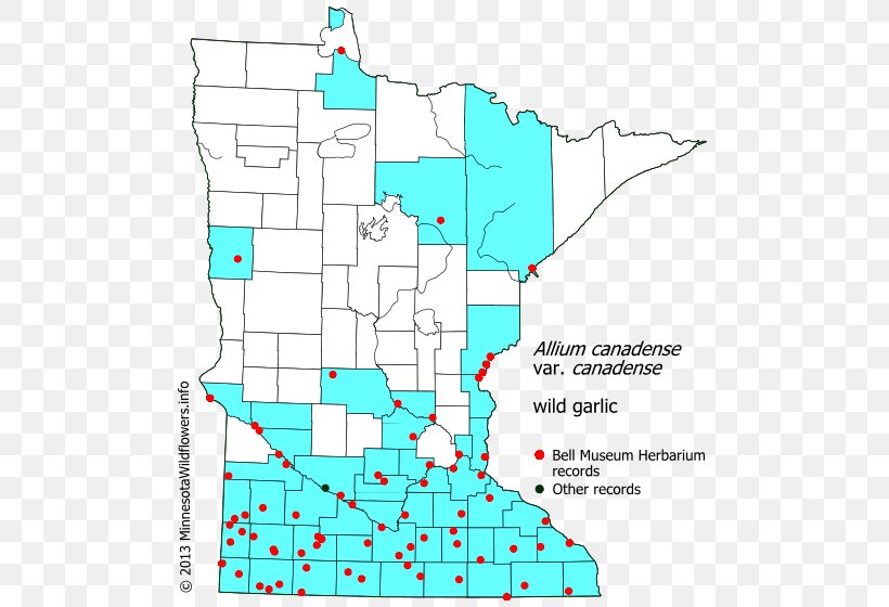 Minnesota Line Point Angle Diagram, PNG, 500x560px, Minnesota, Area, Diagram, Map, Organism Download Free