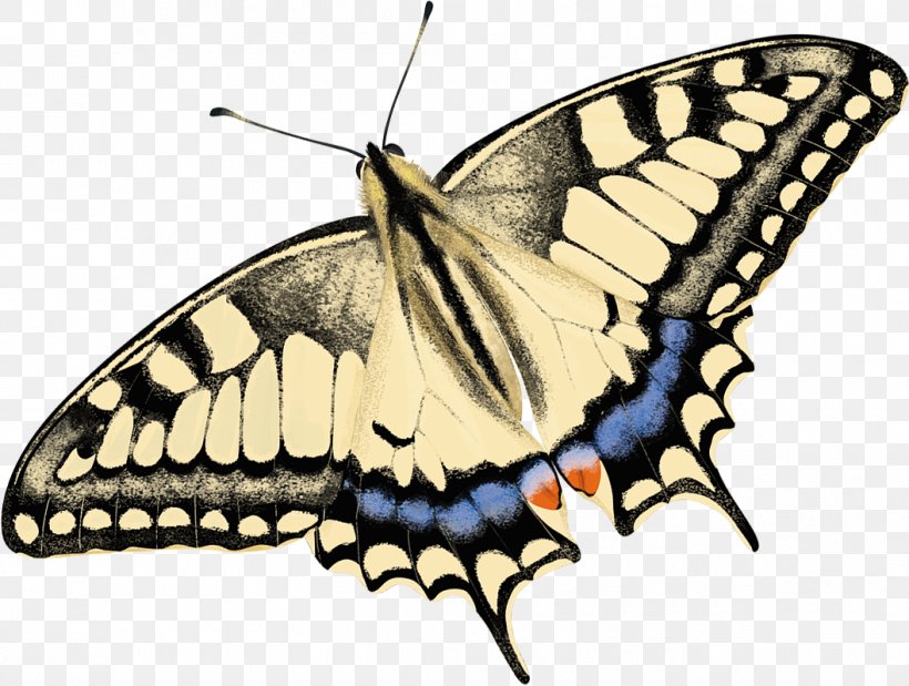 Monarch Butterfly Moth Brush-footed Butterflies Drawing, PNG, 1057x799px, Monarch Butterfly, Arthropod, Biological Life Cycle, Brush Footed Butterfly, Brushfooted Butterflies Download Free