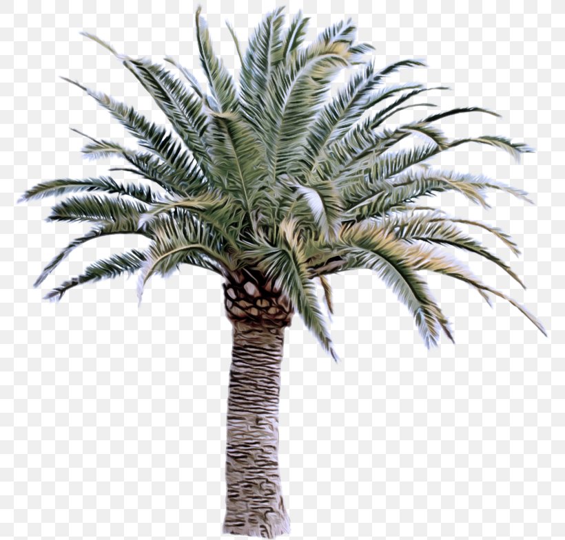 Palm Tree, PNG, 780x785px, Tree, Arecales, Attalea Speciosa, Borassus Flabellifer, Date Palm Download Free