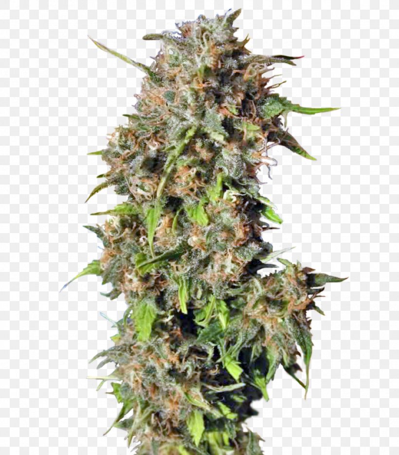 Feminized Cannabis Cannabis Sativa Narcotic Seed, PNG, 1400x1600px, Cannabis, Cannabis Sativa, Cultivar, Feminized Cannabis, Hemp Download Free