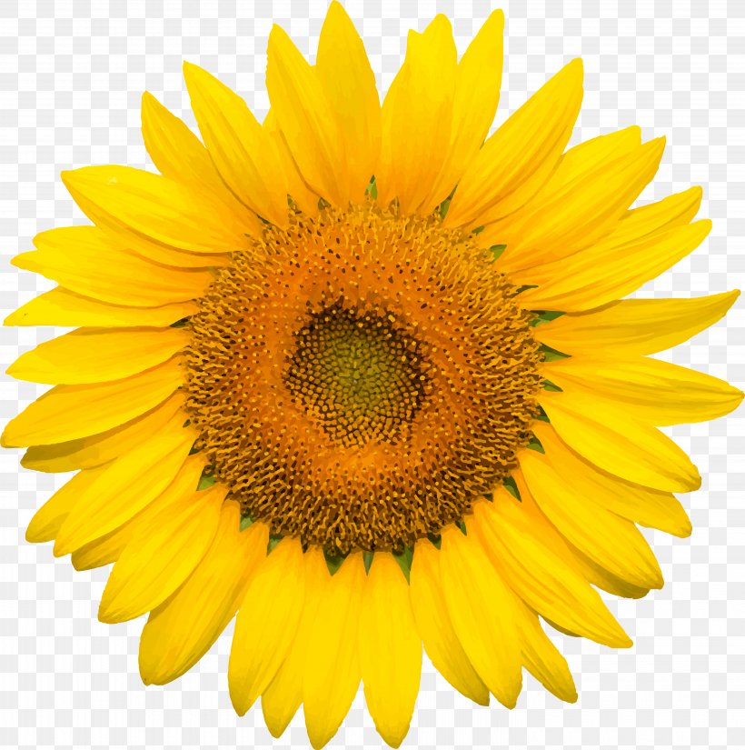 Flowers Background, PNG, 5895x5937px, Sunflower, Annual Plant, Asterales, Common Sunflower, Cuisine Download Free