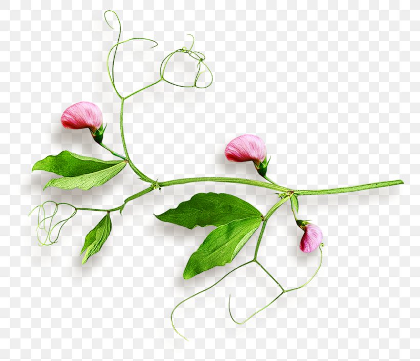 Gift Flower Bouquet, PNG, 800x704px, Gift, Branch, Drawing, Flora, Floral Design Download Free
