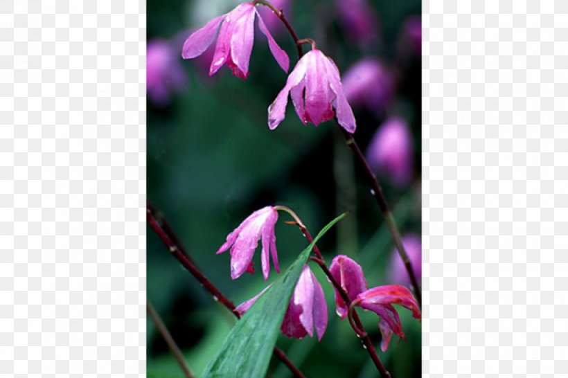 Annual Plant Spring Herbaceous Plant Purple Flowering Plant, PNG, 900x600px, Annual Plant, Flora, Flower, Flowering Plant, Herbaceous Plant Download Free