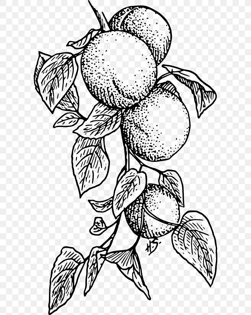 Apricot Fruit Food Clip Art, PNG, 600x1027px, Apricot, Artwork, Black, Black And White, Branch Download Free