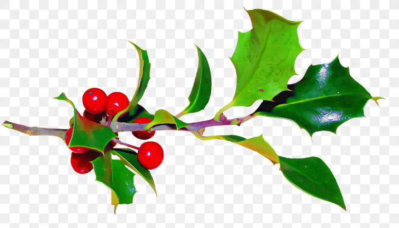 Christmas Holly Ilex Holly, PNG, 1300x746px, Christmas Holly, American Holly, Branch, Christmas, Flower Download Free