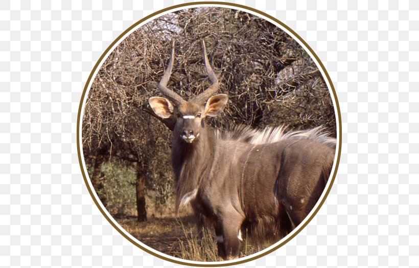 Elk White-tailed Deer Waterbuck Fauna, PNG, 524x524px, Elk, Animal, Antelope, Antler, Deer Download Free