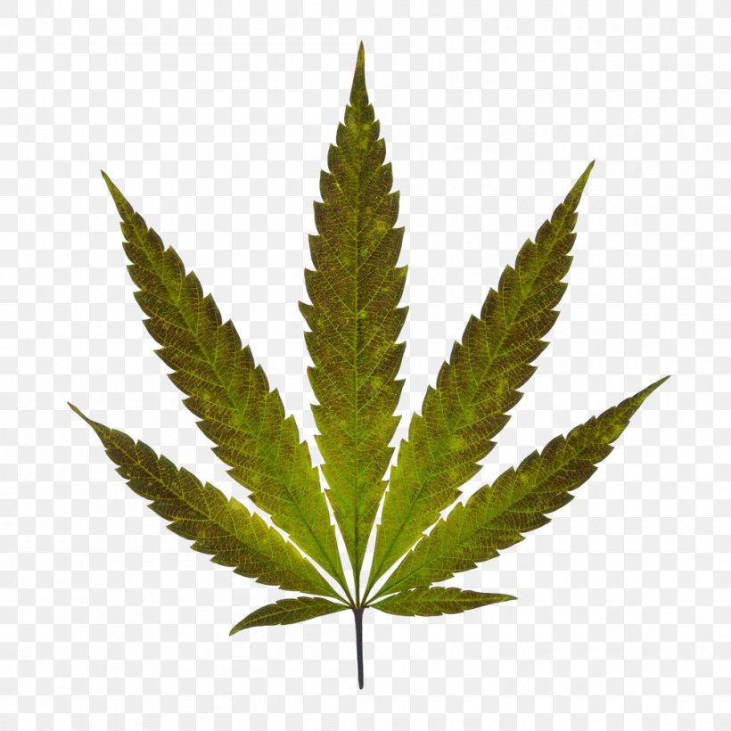 Legality Of Cannabis Dispensary Medical Cannabis Legalization, PNG, 1000x1000px, 420 Day, Cannabis, Cannabidiol, Cannabis In British Columbia, Cannabis Industry Download Free