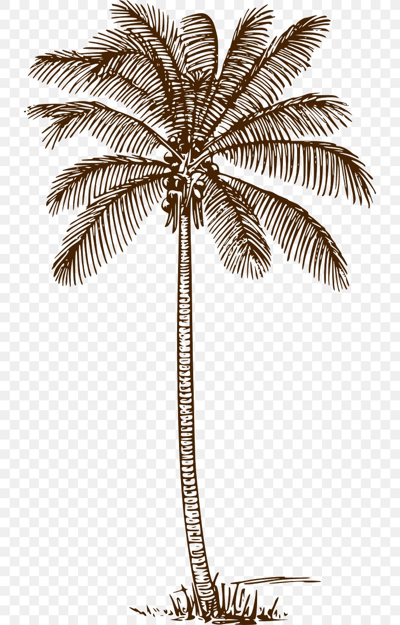 Palm Trees Drawing Clip Art Line Art Coconut, PNG, 722x1280px, Palm Trees, Arecales, Art, Black And White, Borassus Flabellifer Download Free
