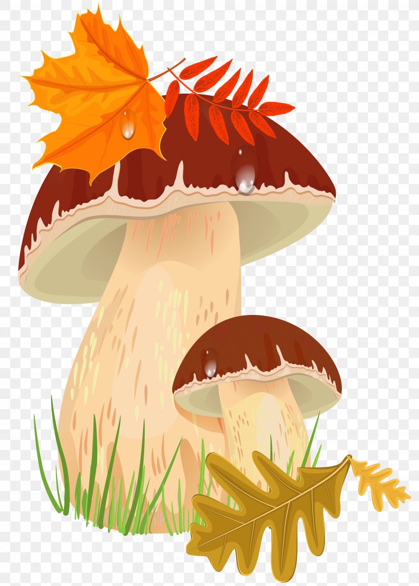 Penny Bun Edible Mushroom Autumn Clip Art, PNG, 2860x4000px, Mushroom, Amanita Muscaria, Art, Autumn, Boletus Edulis Download Free