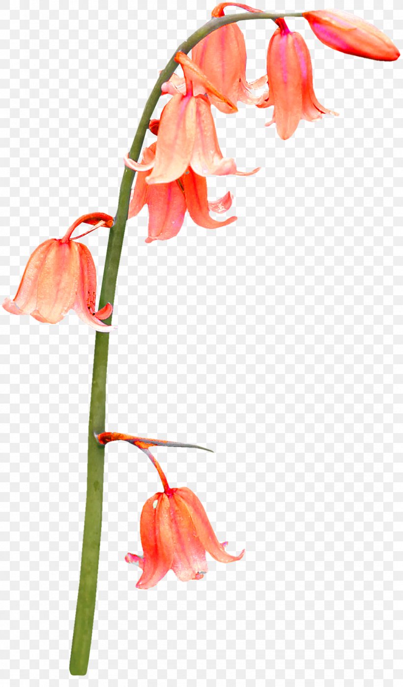 Bellflowers Salvia Splendens Plant Clip Art, PNG, 1079x1837px, Flower, Amaryllis Belladonna, Bellflowers, Bud, Cut Flowers Download Free