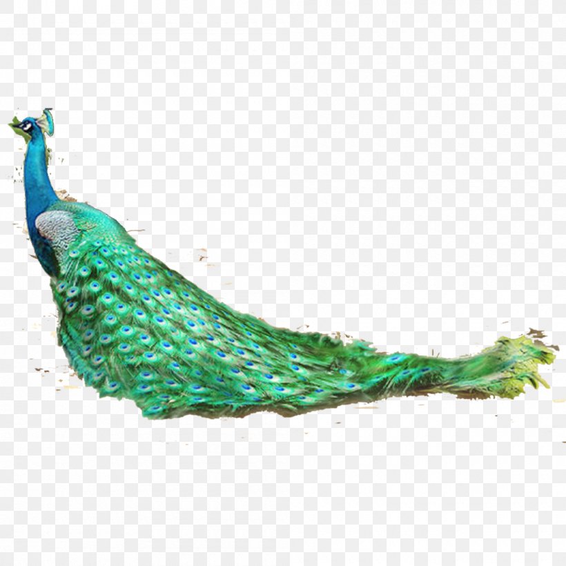 Feather Bird Asiatic Peafowl, PNG, 1000x1000px, Feather, Animal, Aqua, Asiatic Peafowl, Beak Download Free