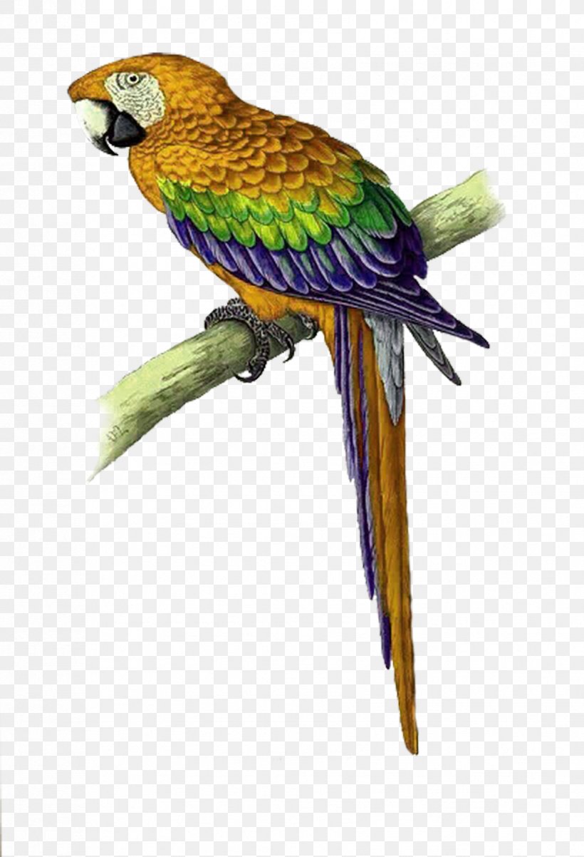 Parrot Bird Cross-stitch Macaw Pattern, PNG, 1704x2499px, Parrot, Beak, Bird, Bird Supply, Blueandyellow Macaw Download Free