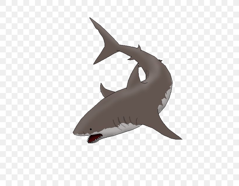 Tiger Shark Requiem Sharks Product Design Marine Biology, PNG, 640x640px, Tiger Shark, Biology, Carcharhiniformes, Cartilaginous Fish, Fauna Download Free