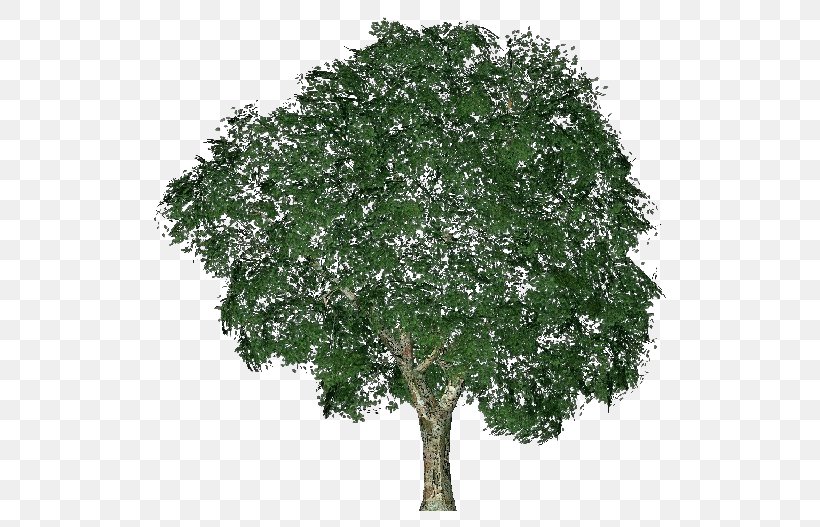 Ulmus Minor Tree Computer Software Project Shrub, PNG, 750x527px, Ulmus Minor, Architectural Engineering, Branch, Computer Software, Elm Download Free