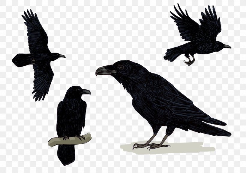 American Crow Common Raven Rook New Caledonian Crow Songbirds, PNG, 1600x1130px, American Crow, Beak, Bird, Bird Of Prey, Black And White Download Free