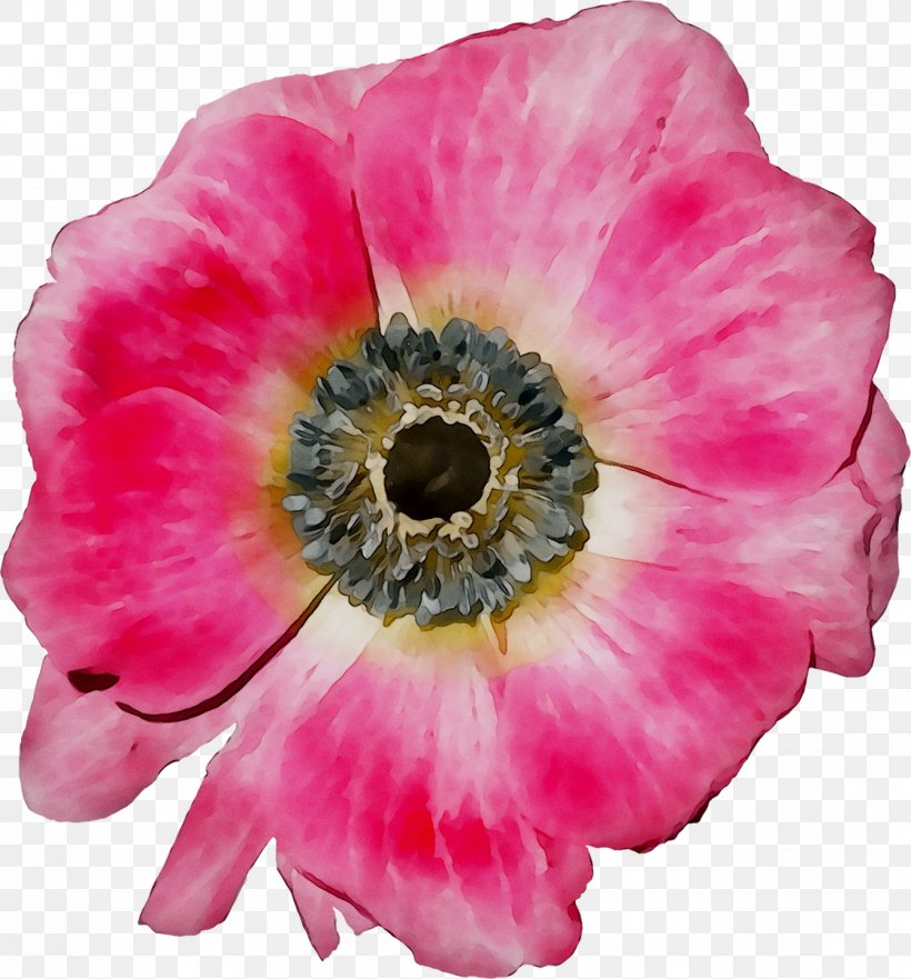 Anemone Annual Plant Herbaceous Plant Magenta The Poppy Family, PNG, 1339x1440px, Anemone, Annual Plant, Cut Flowers, Flower, Flowering Plant Download Free