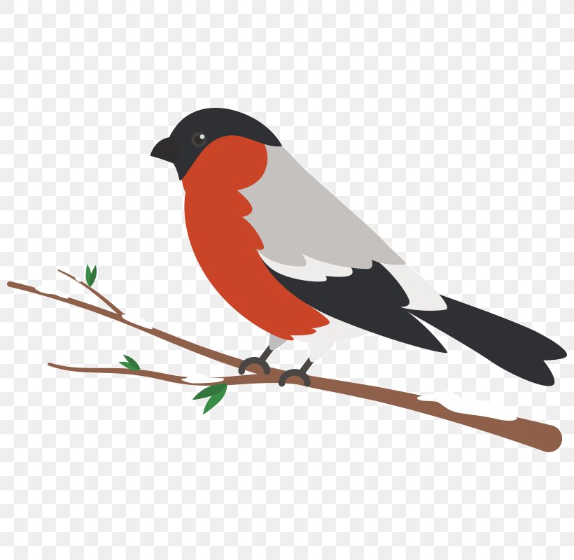 Bird Parrot Clip Art, PNG, 800x800px, Bird, Beak, Branch, Emberizidae, Fauna Download Free