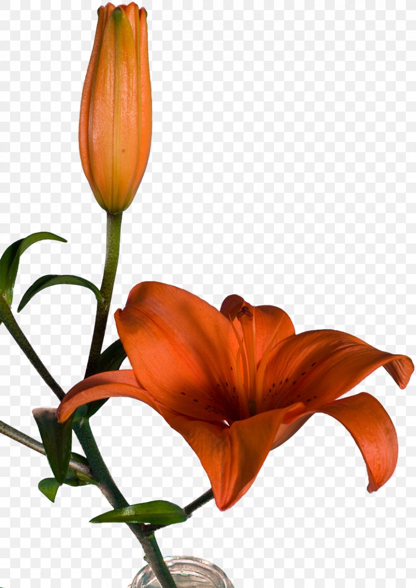 Clip Art Cut Flowers Graphic Design, PNG, 849x1200px, Cut Flowers, Botany, Daylily, Floral Design, Flower Download Free