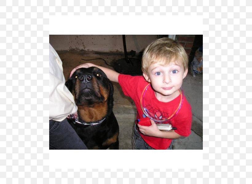 Dog Breed Boxer Puppy Love Bullmastiff, PNG, 800x600px, Dog Breed, Boxer, Bullmastiff, Carnivoran, Crossbreed Download Free