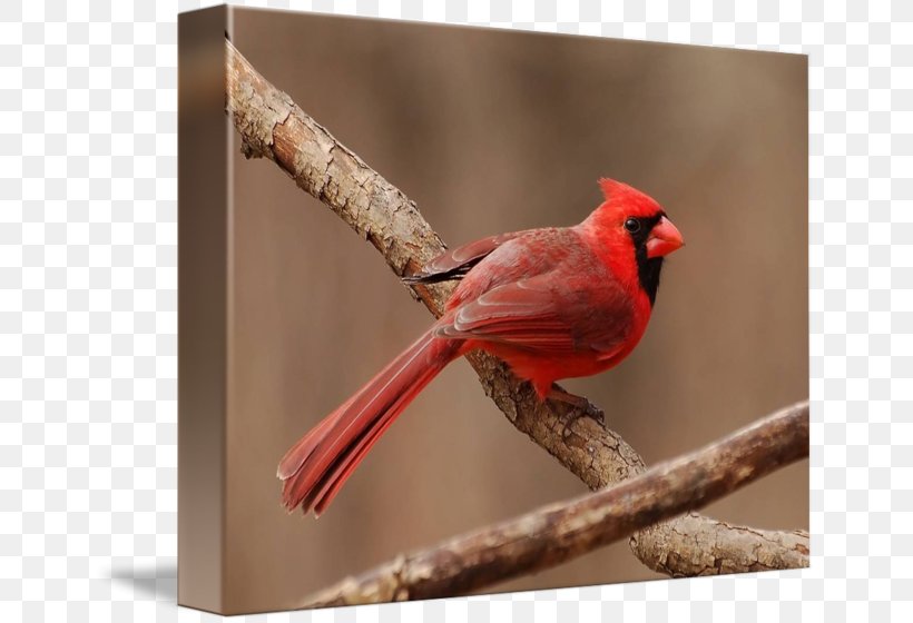 Finches Fauna Beak, PNG, 650x560px, Finches, Beak, Bird, Cardinal, Fauna Download Free