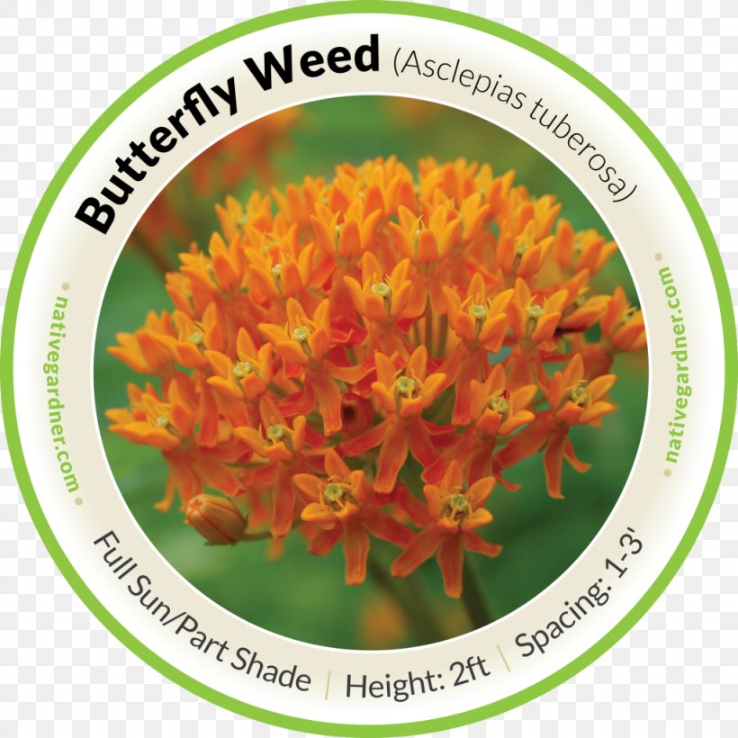 Butterfly Weed Garden Seed, PNG, 1024x1024px, Butterfly, Butterflies And Moths, Butterfly Weed, Flower, Flower Garden Download Free