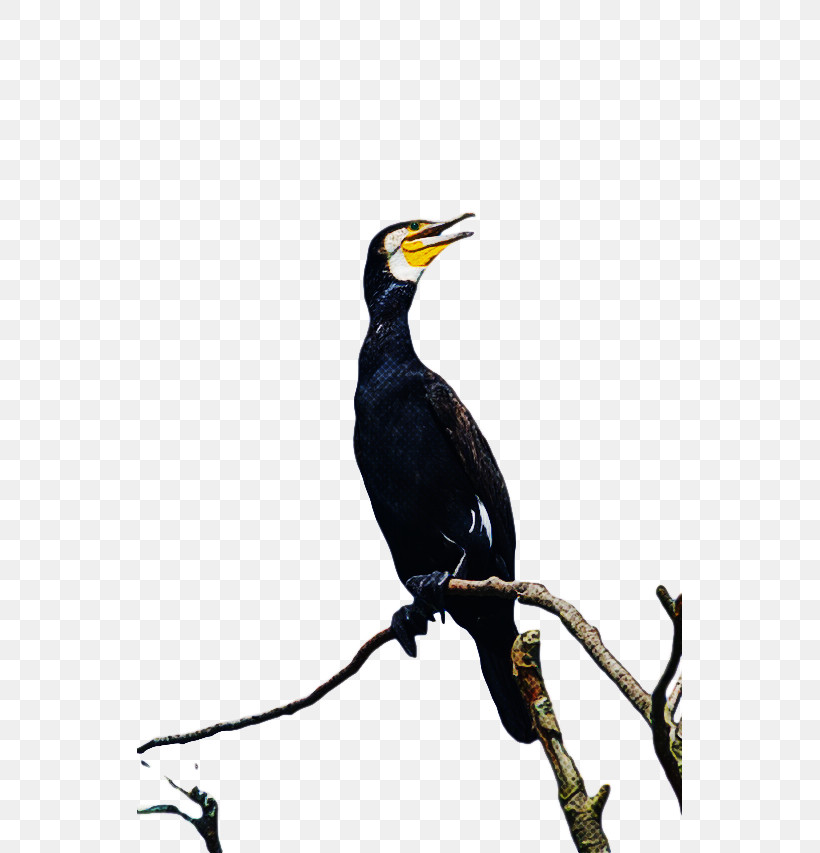 Hornbill Coraciiformes Beak, PNG, 545x853px, Hornbill, Beak, Coraciiformes Download Free