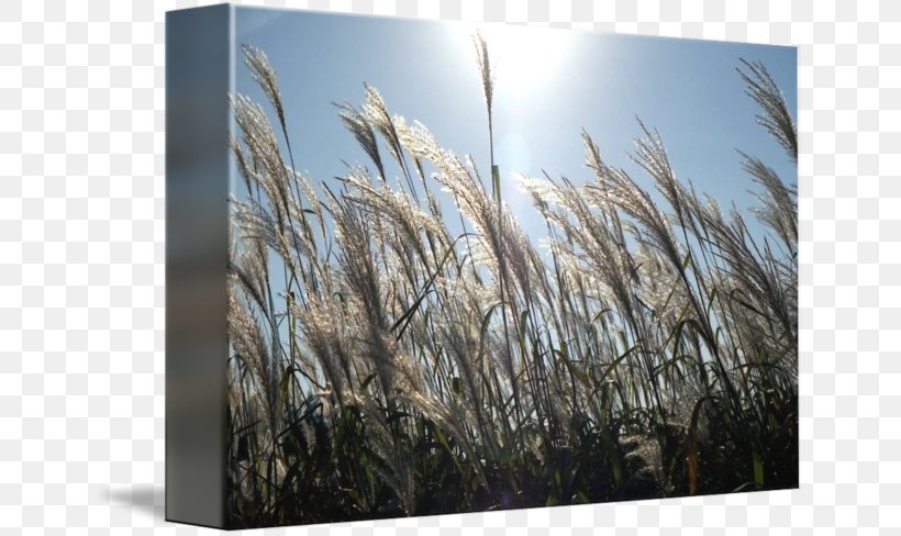 Stock Photography Commodity Phragmites Sky Plc, PNG, 650x488px, Stock Photography, Commodity, Grass, Grass Family, Photography Download Free