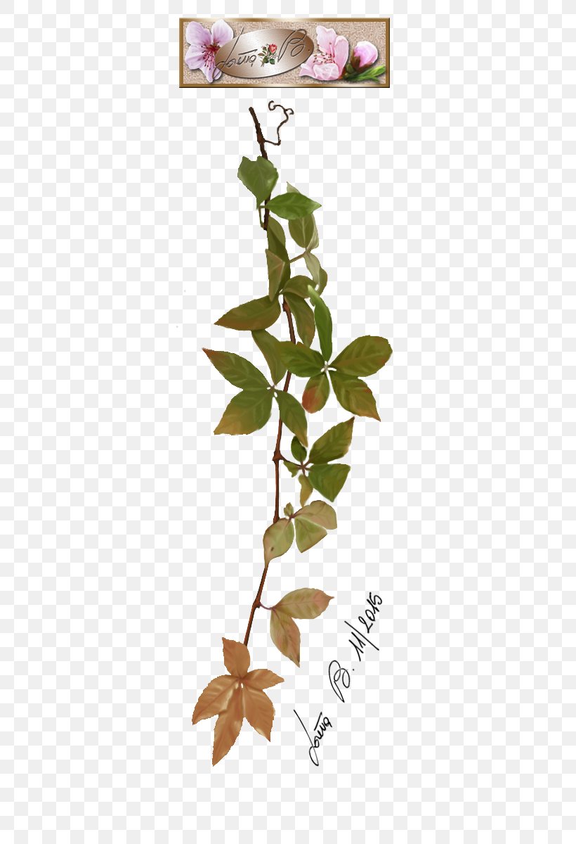Twig Plant Stem Leaf Petal Font, PNG, 360x1200px, Twig, Branch, Flora, Flower, Flowering Plant Download Free