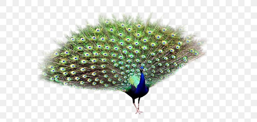 Asiatic Peafowl Bird, PNG, 694x391px, Peafowl, Asiatic Peafowl, Beak, Bird, Escape The Room Download Free