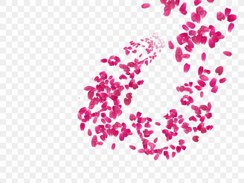 Petal Flower Pink Image, PNG, 2000x1500px, Petal, Beach Rose, Blossom, Cherry Blossom, Floral Design Download Free