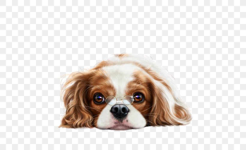 Cavalier King Charles Spaniel Puppy Dog Breed English Cocker Spaniel, PNG, 500x500px, King Charles Spaniel, Breed, Carnivoran, Cat, Cavalier King Charles Spaniel Download Free