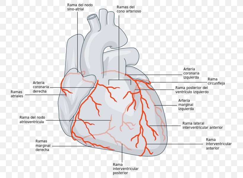 Coronary Circulation Coronary Arteries Left Coronary Artery Coronary Artery Disease, PNG, 770x600px, Watercolor, Cartoon, Flower, Frame, Heart Download Free