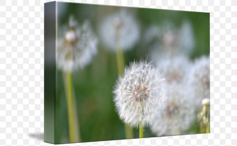 Dandelion Desktop Wallpaper Close-up Computer, PNG, 650x504px, Dandelion, Closeup, Computer, Flora, Flower Download Free