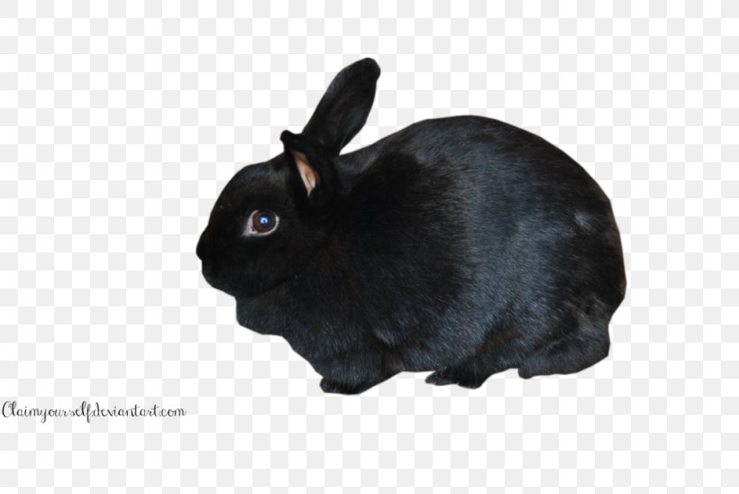 Holland Lop Hare Mini Lop Domestic Rabbit, PNG, 1024x685px, Holland Lop, Animal, Black, Black Cat, Cat Download Free